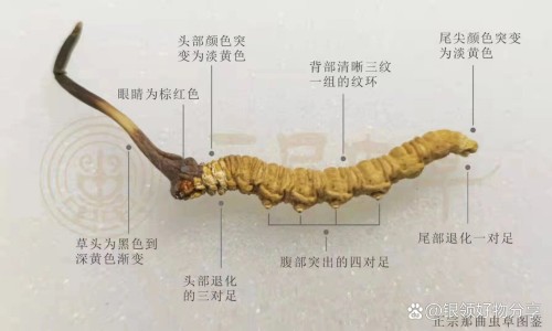 禅宗的功效网 - 网站提供禅宗样小常识、禅宗的功效与作用
